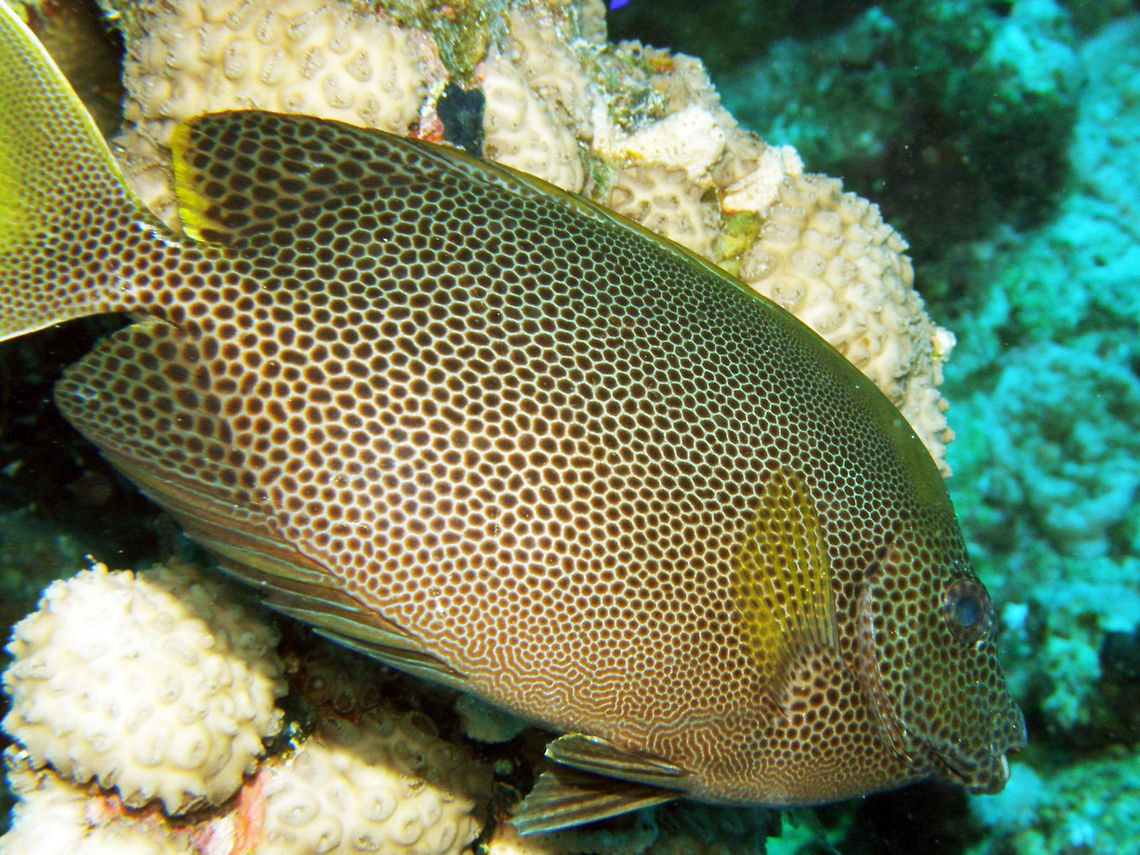 Brown-Spotted Spinefoot/Stellate Rabbitfish Abu Galawa Kebir, Chinese Wreck, Hamata, Egypt (2009).<br />
Is a medium sized fish. Elegant leopard spot pattern. Yellow tail and fins. This fishes have spines on their dorsal fin.<br />
Habitat:<br />
Coral reef, Red Sea      Brown-spotted spinefoot,Egypt,Fall,Geotagged,Siganus stellatus