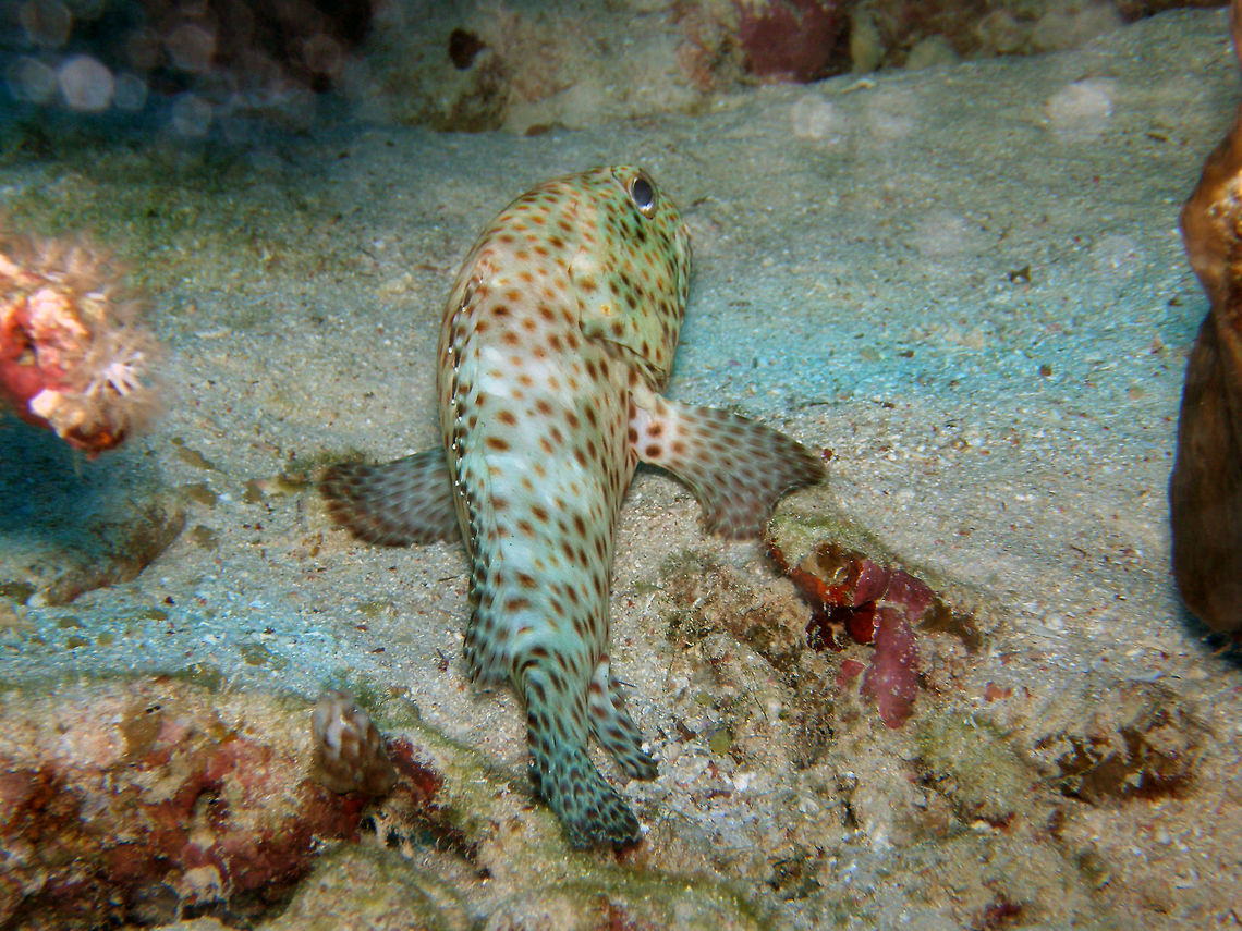 Arabian Grouper Abu Galawa Kebir, Coral Garden and Lagoon, Hamata, Egypt (2009).  <br />
Up to 75 cm grouper. Plainly spotted coloration that serves to camouflage. Its head and body are pale greenish grey or brown with round spots, varying from orange-red to dark brown. A group of black spots may be visible on the body at the base of the rear of the dorsal fin. Five vertical darker shaded bars may also be present on the body.<br />
Habitat:<br />
Common and easily observed while it rests motionless on the bottom during daylight hours. If disturbed it streaks away toward the closest hiding place. Red Sea, tropical Indo-Pacific. Slopes, outer reefs, coral drop-offs, from 1 to 50 m. Egypt,Epinephelus tauvina,Fall,Geotagged,Greasy grouper