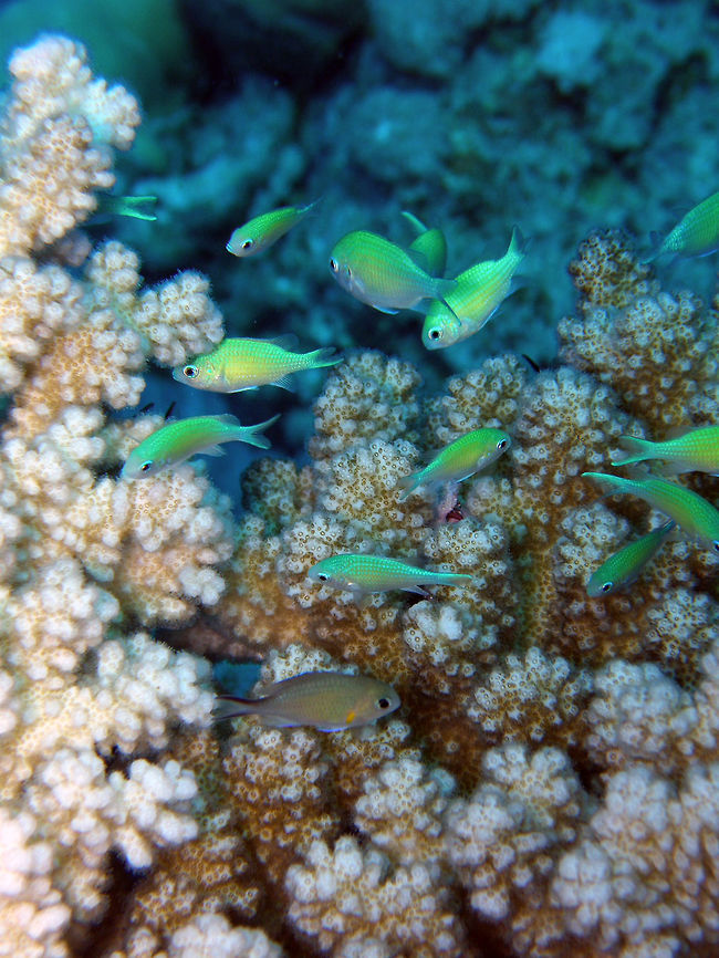 Green Chromis - Chromis viridis Abu Galawa Kebir, Coral Garden, Hamata (2009).<br />
Adults of this species can grow up to 10 cm. It is a blue green fish. When they are breeding, males turn more yellowish.   The male prepares the nest which is shared with several females. The nest is located on sand or rubble. The large number of eggs will hatch in 2&ndash;3 days. The male guards the nest and ventilates it with its fins and feeding on those eggs that do not hatch. Males feed on unhatched eggs to prevent them from being breeding grounds for microorganisms which risks their lives.<br />
References Chromis viridis,Egypt,Fall,Geotagged