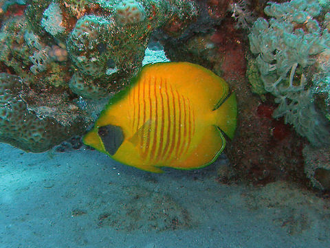 Blue Cheek Butterflyfish Abu Galawa Kebir, Hamata (2009).
Endemic of the Red Sea.
Up to 30 cm, mostly yellow with orange vertical stripes and, as the name says, a blue cheek.       Blue-cheeked butterflyfish,Chaetodon semilarvatus,Egypt,Fall,Geotagged