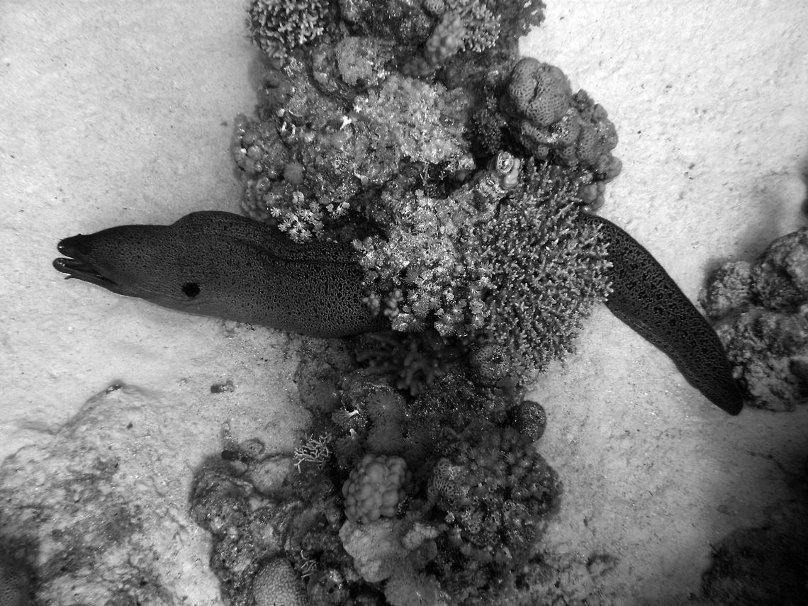 Giant moray Abu Galawa Soraya, Hamata (2009).<br />
The pic was made from far so it was mostly blueish. I have changed it to B&amp;W for better contrast.<br />
This is one of the biggest moray eels, reaching up to 3 m in length. Its body has a brownish background color. While juveniles are tan in color with large black spots, adults have black specks that grade into leopard-like spots behind the head and a black area surrounding the gill opening. It is widespread in many tropical seas, including the Red Sea. Egypt,Fall,Geotagged,Giant moray,Gymnothorax javanicus