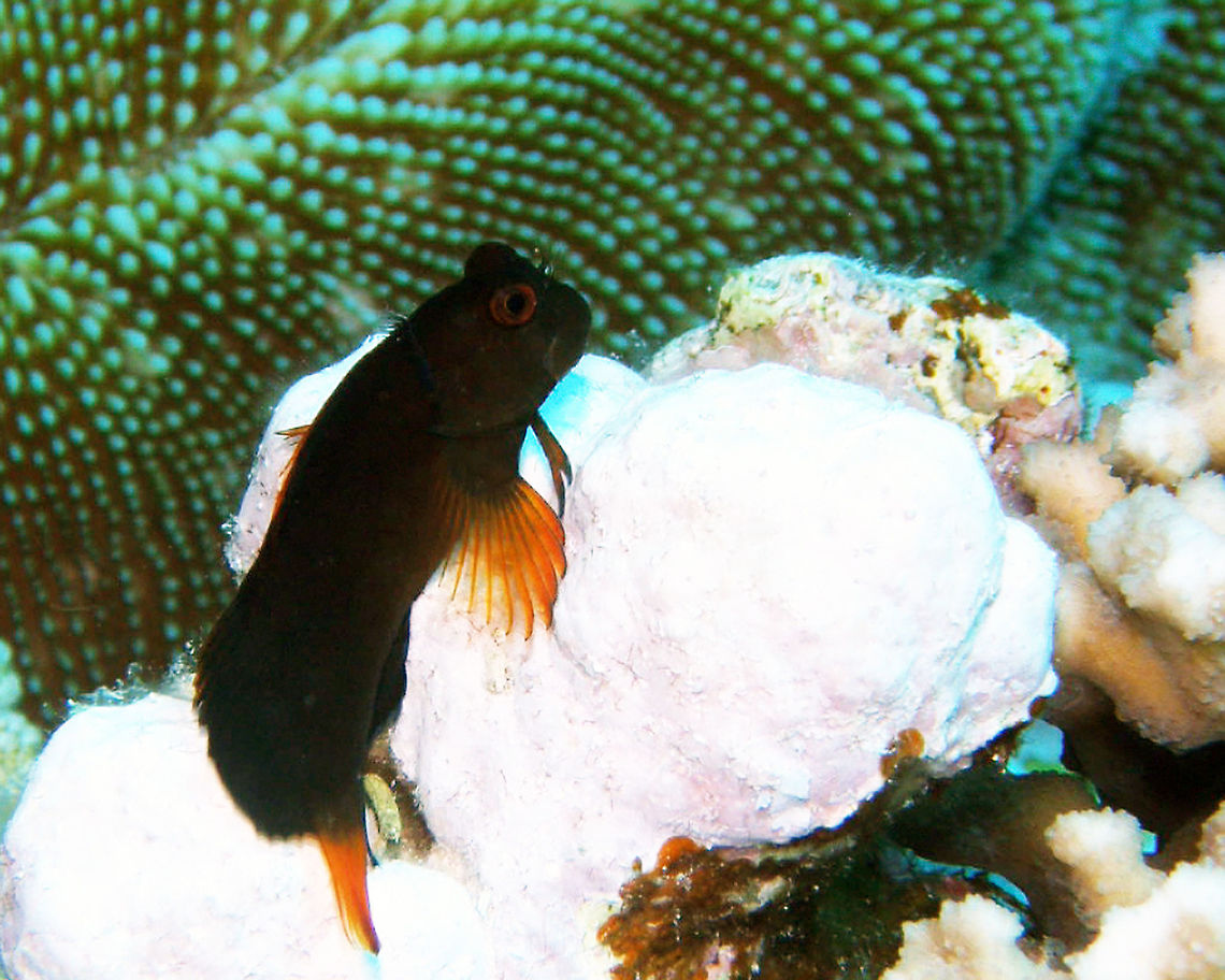 Chestnut Eye-lash Blenny female Shaab Mohamad, Red Sea (2009).<br />
<a href="https://reefapp.net/en/lex/details/cirripectes-castaneus" rel="nofollow">https://reefapp.net/en/lex/details/cirripectes-castaneus</a>  <br />
The male is yellow with black stripes Cirripectes castaneus,Ecsenius bicolor,Egypt,Fall,Geotagged