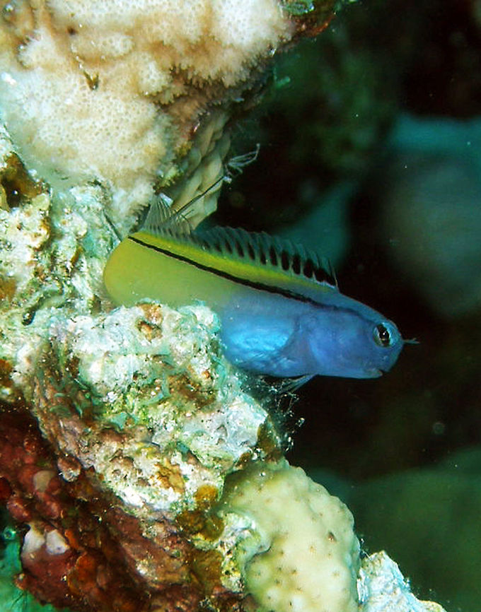 Mimic Blenny Shaab Mohamad, Hamata (2009).<br />
This was a very nice catch for me. This blenny is tiny, a few cm only. And was looking with its slightly asian-like face very intently to me. Got him just on time before he hid back in his hole. Yellow, black dorsal strip. Blueish or greyish at the front. Dark strip runs though its eye.<br />
Habitat:<br />
Coral reefs and walls in the Red Sea   Ecsenius gravieri,Egypt,Fall,Geotagged