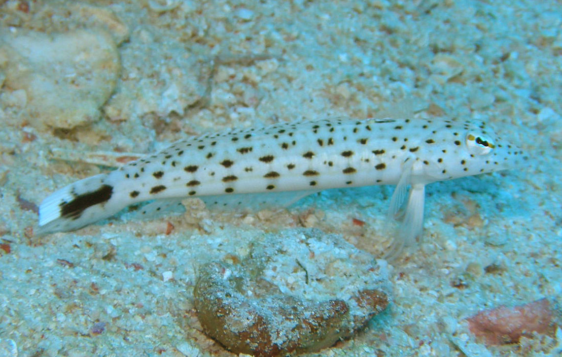Speckled Sandperch Shaab Mohamad, Hamata, egypt (2009).<br />
These, as the name indicate, usually stand very still in the sandy bottom where they mimetize with thie mottled black and white pattern.<br />
Habitat:<br />
Sandy bottoms, Red Sea.<br />
Notes:<br />
Also called spotted weever.    Egypt,Fall,Geotagged,Parapercis hexophtalma