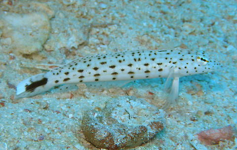 Speckled Sandperch Shaab Mohamad, Hamata, egypt (2009).
These, as the name indicate, usually stand very still in the sandy bottom where they mimetize with thie mottled black and white pattern.
Habitat:
Sandy bottoms, Red Sea.
Notes:
Also called spotted weever.    Egypt,Fall,Geotagged,Parapercis hexophtalma