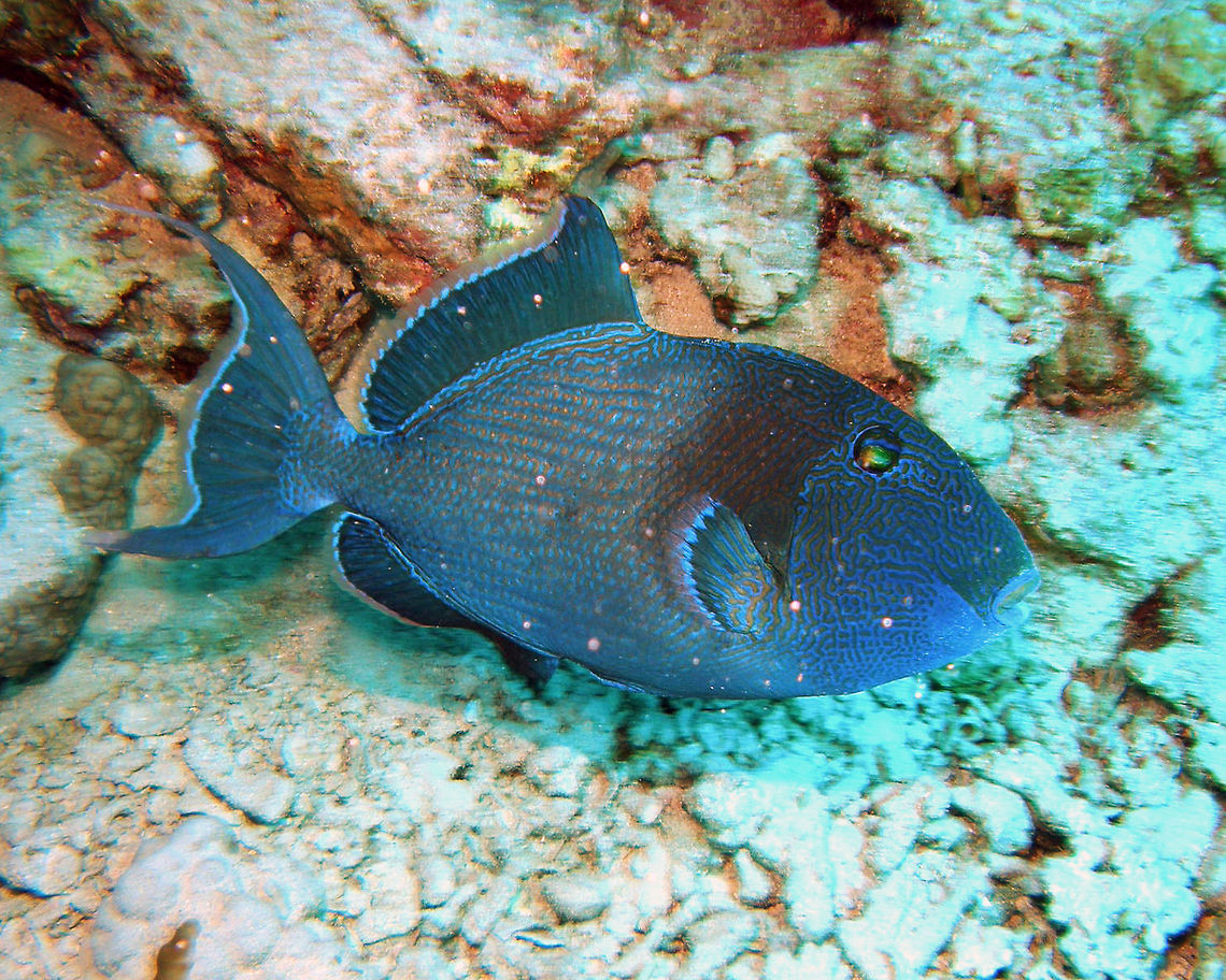 Blue rippled triggerfish Shaab Mohamad, Hamata (2009).<br />
An aggressive fish that will bite if approached. It can grow up to 55 cm. The body has a brown background with blue, but fins have yellow margins. Juveniles are yellowish brown with a network of brilliant bluish wavy lines. With growth these lines become interconnected. Egypt,Fall,Geotagged,Pseudobalistes fuscus