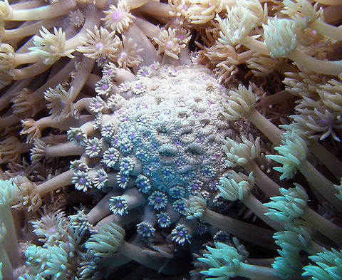 Goniopora djiboutiensis- Sunflower Coral Shaab Said, Hamata, Egypt (2009):
 Egypt,Fall,Geotagged,Goniopora djiboutiensis,Sunflower Coral
