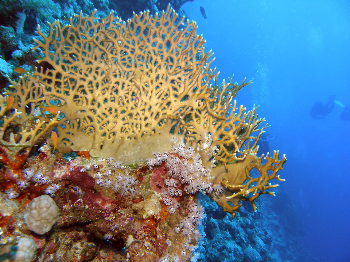 Net Fire coral Shaab Said, Hamata, Egypt (2009).  <br />
Is a hard coral of creamy yellow orange color that stings if touched. Egypt,Fall,Geotagged,Millepora dichotoma,Net fire coral