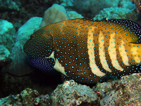 Peacock/Argus Grouper Abu Galawa Kebir, Hamata, Egypt (2009).
A medium sized fish that can reach a length of 60 centimeters (24 in). Small individuals are dark brown with hundreds of small, dark-edged iridescent blue spots. Larger specimens sometimes develop four to six lighter vertical bars on the back half of its body. Red Sea males defend harems of 2-6 females in territories ranging up to .5 acres (0.20 ha). Each female defends part of the territory from the other females. The male visits each female daily, raising his dorsal fin to signal his approach. The females emerges from hiding, erecting her own dorsal fin and changing to a lighter color. They swim together, rubbing flanks before he departs until the next day.
Habitat:
Indo-Pacific. They typically sit on a coral head, retreating when startled.      Cephalopholis argus,Egypt,Fall,Geotagged