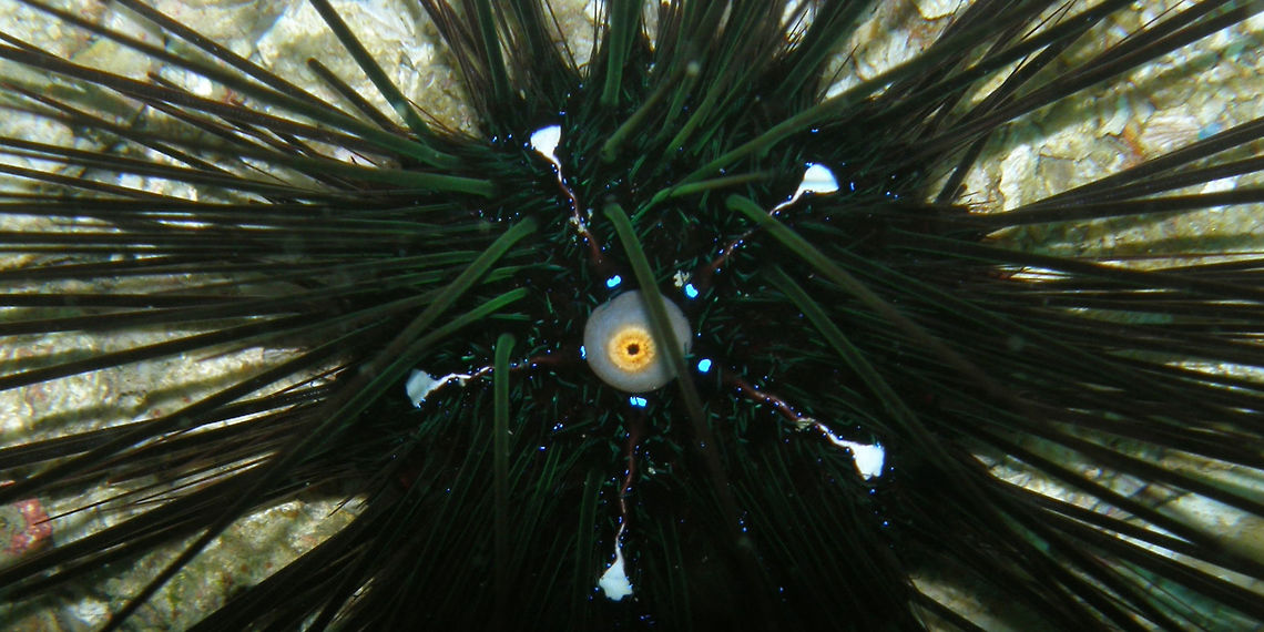 Black Long Sea Spine Urchin Maya Beach, Phi Phi, Thailand (2008).<br />
 Black long spine urchin,Diadema setosum,Fall,Geotagged,Thailand