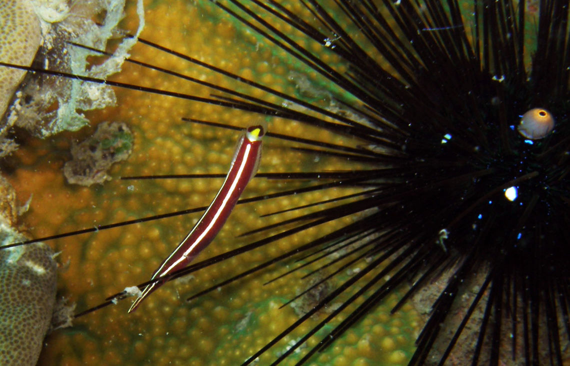 Urchin Clingfish Sihanoukville, Cambodia (2011).<br />
Is a little clingfish (like 4 cm) that often can be found close to spiny sea urchins. Red and white stripped with yellow and black tail.<br />
Habitat:<br />
Coral reef near sea urchins. Cambodia,Diademichthys lineatus,Diademichtys lineatus,Geotagged,Winter