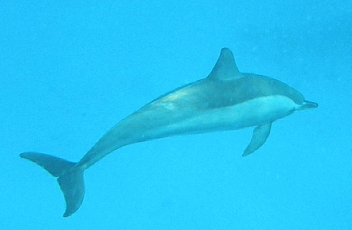 Spinner Dolphin Hamata, Egypt (2009).<br />
It is not the best shot of a spinner dolphin but it took us our good effort to snorquel after them :-)<br />
Habitat:<br />
Red Sea. Open ocean and sea waters. Egypt,Geotagged,Spinner dolphin,Stenella longirostris