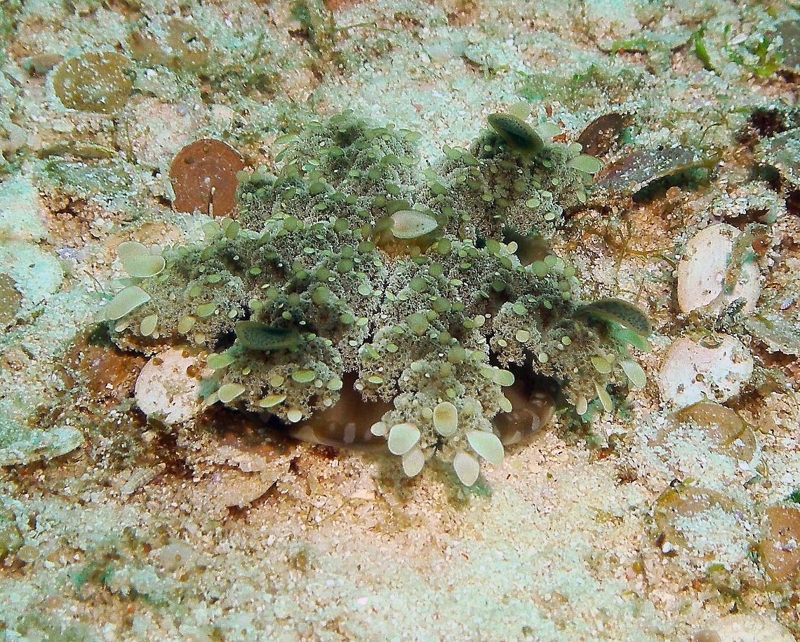 Upside Down Jellyfish Malapascua, Philippines (2012).<br />
This jellyfish, many times mistaken for a sea anemone, usually has its mouth upward on the bottom. Its bell, which is yellow-brown with streaks and spots that are white or pale, vibrates to make the water flow through its arms for respiration and the obtaining of food.This jellyfish can measure the maximum of 30.0 cm wide. This jellyfish also lives in a symbiotic relationship with photosynthetic dinoflagellate algae, the Zooxanthellae, and with shrimps. The Zooxanthellae live in the tissues of the ventral surface of its body and it is the responsible for the color of it. As the Zooxanthellaeon gets food for the Cassiopea andromeda, in response, it gets the sunlight that is necessary for the photosynthetic dinoflagellate algae. Therefore, the shrimp has a different symbiotic relationship with this jellyfish. It lives in its tentacles and protects it by taking the parasites off. In exchange, the Cassiopea andromeda mainly offers protection to the shrimp from the environment. This symbiotic relationship is called mutualism, where both species benefit from their interactions.<br />
Habitat:<br />
Is a type of jellyfish that usually lives in intertidal sand or mud flats, shallow lagoons, and around mangroves.                Cassiopea andromeda,Fall,Geotagged,Philippines