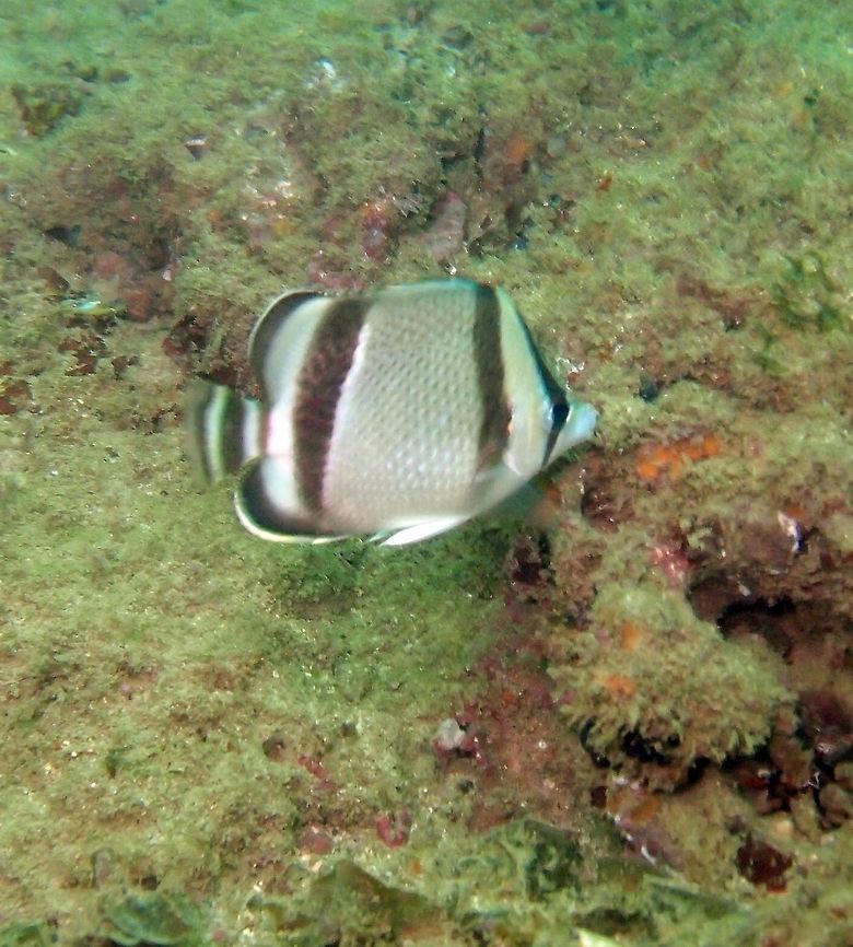 Threebanded butterflyfish - Chaetodon humeralis Manuel Antonio, Costa Rica (2014).<br />
Generally silver white with prominent black bars. Up to 26.4 cm.<br />
Habitat:<br />
Islands near Manuel Antonio.     Chaetodon humeralis,Costa Rica,Geotagged,Spring,Threeband Butterflyfish