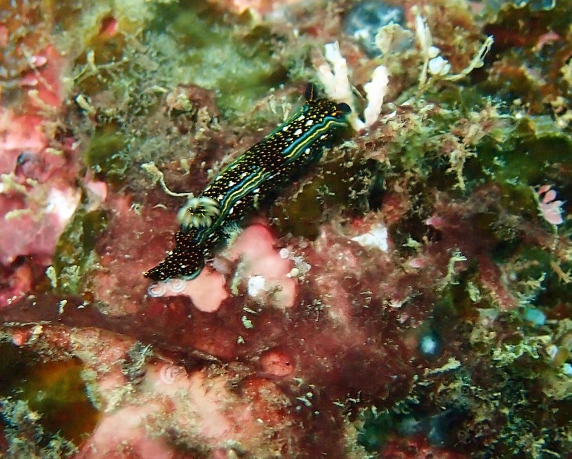 Agassizii's nudibranch Hypselodoris agassizii has a black body flecked all over with yellow spots. The upper dorsum has a series of larger white spots running longitudinally. The mantle is edged with a green-yellow-green band, its gills are a translucent gold colour tipped with black and its rhinophores are black. This species can reach a total length of at least 100 mm. Costa Rica,Felimare agassizii,Geotagged,Spring