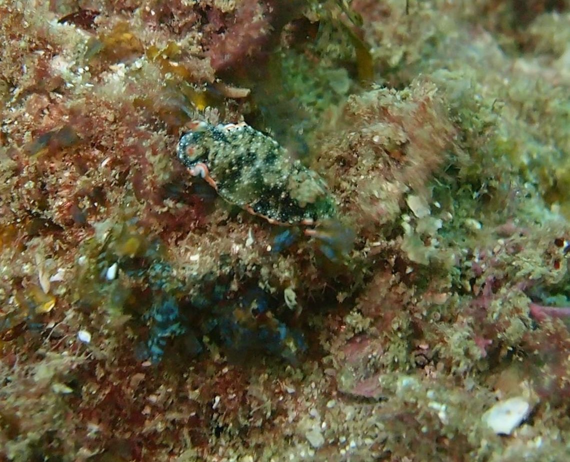 Dalli Nudibranch Manuel Antonio, Costa Rica (2014).<br />
Translucent white background colour with black/brown spots on the mantle and the sides of the body. Cream, and sometimes orange to red spots are mixed among the blackish mantle. Rhinophores and gills are white with orange or light red tips. Costa Rica,Felimida dalli,Geotagged,Spring