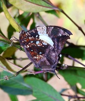 Jazzy Leafwing Monte Verde, Costa Rica (2014).
The uppersides of the forewings are black, with a few white spots on the margins and two large white transverse bands. The uppersides of the hindwings are maily brown. The undersides mimic dead leaves, ranging from dark brown to whitish.
Habitat:
This butterfly can be found in the lowlands or the foothills, at an elevation of about 100&ndash;1,200 metres (330&ndash;3,940 ft) above sea level. Butterfly Garden in Monteverde. Costa Rica,Geotagged,Hypna clytemnestra,Spring