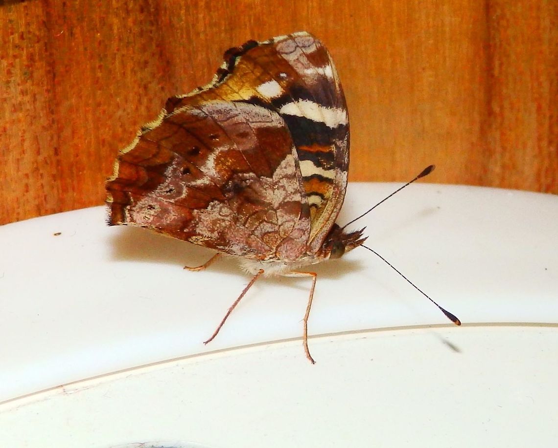 Ardys Crescent Monteverde, Costa Rica (2014).<br />
We found this butterfly sheltering inside our cabin in an awfully rainy evening. The morning after we released her back outside. According to the ventral view shoed in the second web site this could be a male.<br />
Habitat:<br />
Usually seen in the borders of woodlands and trails. Monteverde, Costa Rica     Anthanassa ardys,Costa Rica,Geotagged,Spring