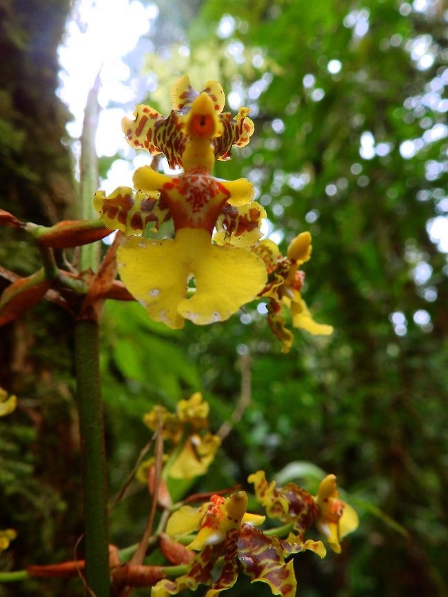 Oncidion Orchid - Oncidion Stenobulbon anta Elena, Costa Rica.<br />
Found in Costa Rica in deciduous forests at elevations of 800 to 1050 meters as a small sized, hot to warm growing, epiphyte with pseudobulbs enveloped basally by 2 to 4 leaf-bearing sheaths and carrying 1 to 2, apical leaves that bloom in the fall and spring on a lateral, erect 20 to 32&quot; [50 to 80 cm] long stem with 2 to 5 flowers per branch inflorescences.<br />
Habitat:<br />
Santa Elena Cloud Forest Reserve-<br />
Notes:<br />
<a href="http://www.orchidspecies.com/oncstenobul.." rel="nofollow">http://www.orchidspecies.com/oncstenobul..</a>.    Costa Rica,Geotagged,Oncidion Stenobulbon,Oncidion stenobulbon,Spring,The Thin Pseudobulbed Oncidium