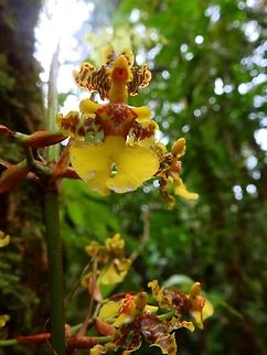 Oncidion Orchid - Oncidion Stenobulbon anta Elena, Costa Rica.
Found in Costa Rica in deciduous forests at elevations of 800 to 1050 meters as a small sized, hot to warm growing, epiphyte with pseudobulbs enveloped basally by 2 to 4 leaf-bearing sheaths and carrying 1 to 2, apical leaves that bloom in the fall and spring on a lateral, erect 20 to 32" [50 to 80 cm] long stem with 2 to 5 flowers per branch inflorescences.
Habitat:
Santa Elena Cloud Forest Reserve-
Notes:
http://www.orchidspecies.com/oncstenobul...    Costa Rica,Geotagged,Oncidion Stenobulbon,Oncidion stenobulbon,Spring,The Thin Pseudobulbed Oncidium