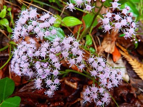 Goatweed Reserva Sta Elena, Costa rica (2014).
Herb 0.5–1 m. high, with ovate leaves 2–6 cm long, and flowers are white to mauve. Toxic.
Habitat:
Native to tropical America. I have seen these on the sides of a road near Santa Elena Cloud forest Reserve. Ageratum conyzoides,Costa Rica,Geotagged,Spring