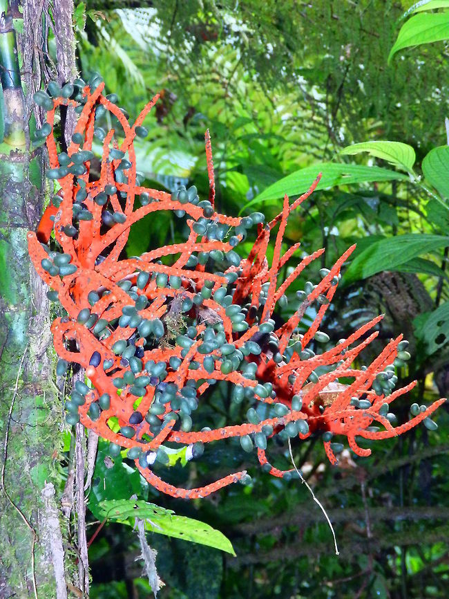 Chamaedorea costaricana These are medium sized palm trees (normally to around 4m max in height) which can be often seen in the sides of hiking paths of both Santa Elena and Monteverde cloud forests. The fruits are very special with strong red to orange flower stacks from which the black fruits hang in groups.<br />
Habitat:<br />
Santa Elena Cloud Forest Reserve, Costa Rica. Chamaedorea costaricana,Costa Rica,Geotagged,Spring