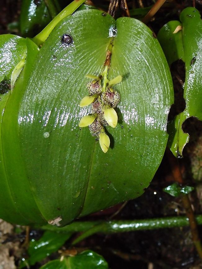 Cogniaux's Orchid  Acianthera/ Pleurothallis cogniauxiana Monteverde, Costa Rica (2014).<br />
Epyphite miniature orchid. Tiny yellow orchids all in one stem which comes out from a big green leaf. Found in Nicaragua, Costa Rica and Panama at elevations of 1000 to 2000 meters as a miniature to just medium sized, warm to cool growing epiphyte with erect, slender ramicauls naked or with 1 to 2, basal sheaths with 2 to 3, narrow, but prominent wings and carrying a single, apical, fleshy, elliptic-lanceolate to ovate-lanceolate, acuminate, cordate below into the base leaf that blooms in the winter through summer on 1 to 2, to 2&quot; [5 cm] long, shorter than the leaf, distichous, racemose, few to 8 flowered inflorescence arising through a spathe.<br />
  Acianthera,Cogniaux's Orchid,Costa Rica,Geotagged,Pleurothallis cogniauxiana,Spring