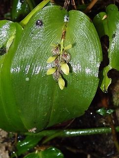 Cogniaux's Orchid  Acianthera/ Pleurothallis cogniauxiana Monteverde, Costa Rica (2014).
Epyphite miniature orchid. Tiny yellow orchids all in one stem which comes out from a big green leaf. Found in Nicaragua, Costa Rica and Panama at elevations of 1000 to 2000 meters as a miniature to just medium sized, warm to cool growing epiphyte with erect, slender ramicauls naked or with 1 to 2, basal sheaths with 2 to 3, narrow, but prominent wings and carrying a single, apical, fleshy, elliptic-lanceolate to ovate-lanceolate, acuminate, cordate below into the base leaf that blooms in the winter through summer on 1 to 2, to 2" [5 cm] long, shorter than the leaf, distichous, racemose, few to 8 flowered inflorescence arising through a spathe.
  Acianthera,Cogniaux's Orchid,Costa Rica,Geotagged,Pleurothallis cogniauxiana,Spring