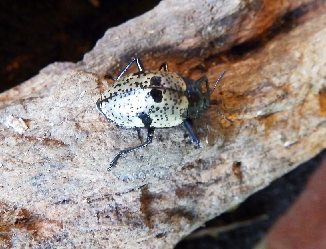 Pleasing Fungus Beetle Monteverde, Costa Rica (2014).<br />
They feed on plant and fungal matter in the forest floors.<br />
Habitat:<br />
Butterfly Garden, Monteverde.     Costa Rica,Geotagged,Gibbifer elevatus,Pleasing Fungus Beetle,Spring
