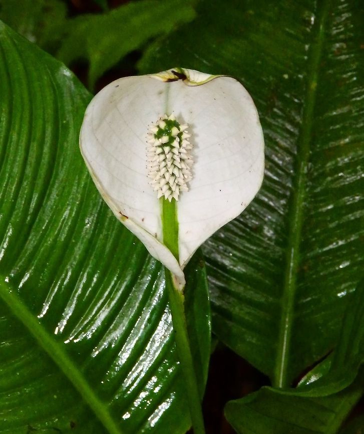 Moses Crib - Spathiphyllum montanum Monteverde, Costa Rica (2014).<br />
From the family Araceae, is a perennial herbaceous plant with 16-25 cm long leaves. They have white flowers growing in a spadix. A spadix is a type of spike inflorescence with small flowers borne on a fleshy stem. The spadix is surounded by a spathe, also white. the spathe is a large bract that forms a sheath to enclose the flower cluster.<br />
Habitat:<br />
Although these plants are worldwide present in gardens their origin is tropical Pacific areas, including Costa Rica. This particular one was spotted in the middle of the Monteverde Cloud Forest reserve and is thus growing in the wild, in its native habitat. Costa Rica,Geotagged,Spathiphyllum montanum,Spring