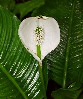 Moses Crib - Spathiphyllum montanum Monteverde, Costa Rica (2014).
From the family Araceae, is a perennial herbaceous plant with 16-25 cm long leaves. They have white flowers growing in a spadix. A spadix is a type of spike inflorescence with small flowers borne on a fleshy stem. The spadix is surounded by a spathe, also white. the spathe is a large bract that forms a sheath to enclose the flower cluster.
Habitat:
Although these plants are worldwide present in gardens their origin is tropical Pacific areas, including Costa Rica. This particular one was spotted in the middle of the Monteverde Cloud Forest reserve and is thus growing in the wild, in its native habitat. Costa Rica,Geotagged,Spathiphyllum montanum,Spring