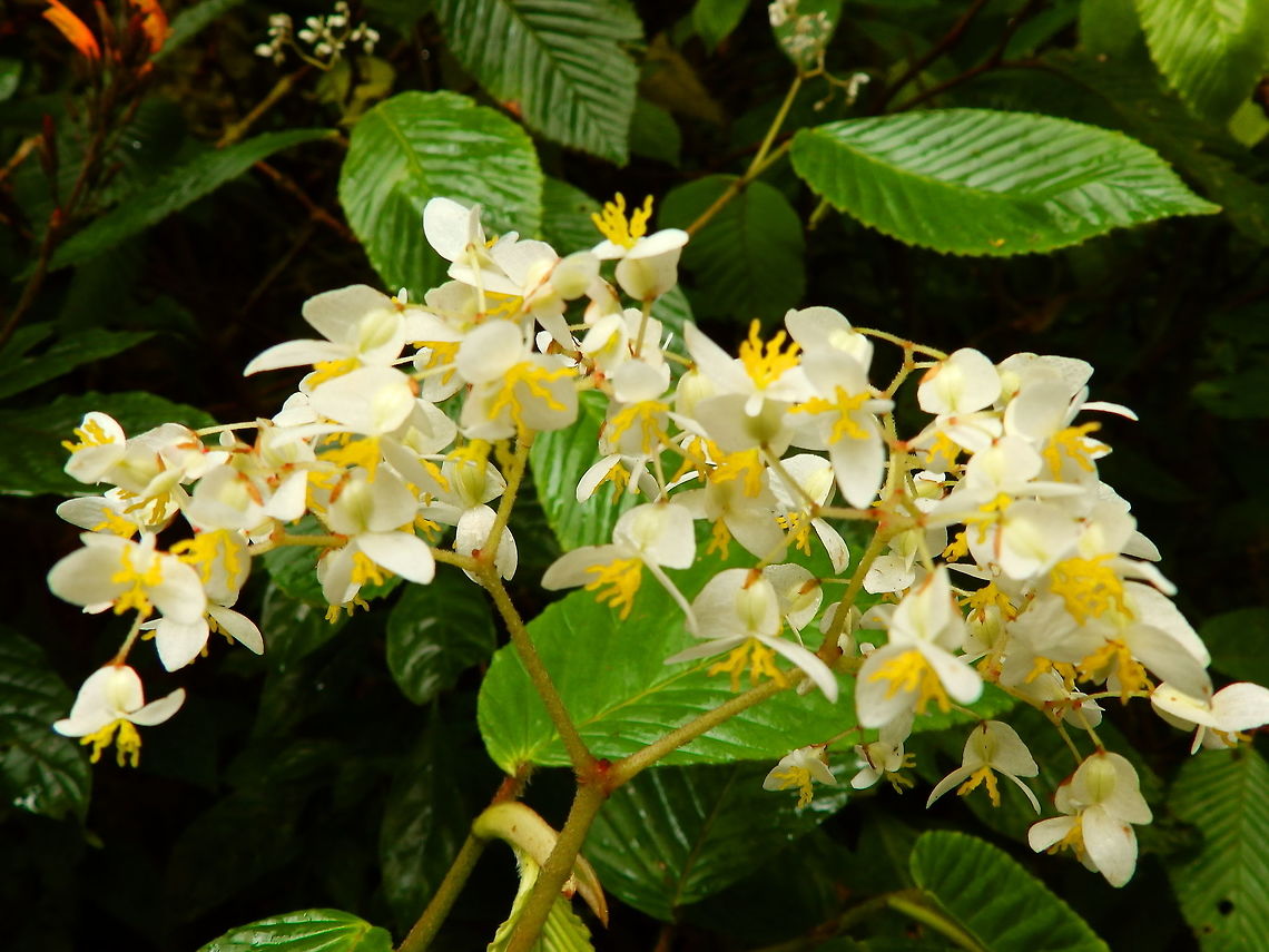 Begonia cooperi Shrub with white flowers and yellow stamens.<br />
Habitat:<br />
Santa Elena Cloud Forest Reserve. Begonia cooperi,Costa Rica,Geotagged,Spring