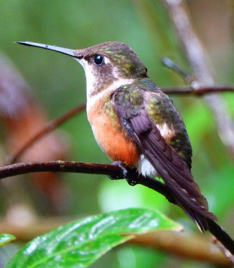 Magenta-Throated Woodstar female Monteverde, Costa Rica (2014).<br />
The female is 3 cm long and lacks the male’s long tail. Her plumage is generally like the male’s but her throat is grey-buff instead of magenta, and the tail sides are rufous.<br />
Habitat:<br />
Monteverde Cloud Forest. Calliphlox bryantae,Costa Rica,Geotagged,Magenta-throated woodstar,Spring