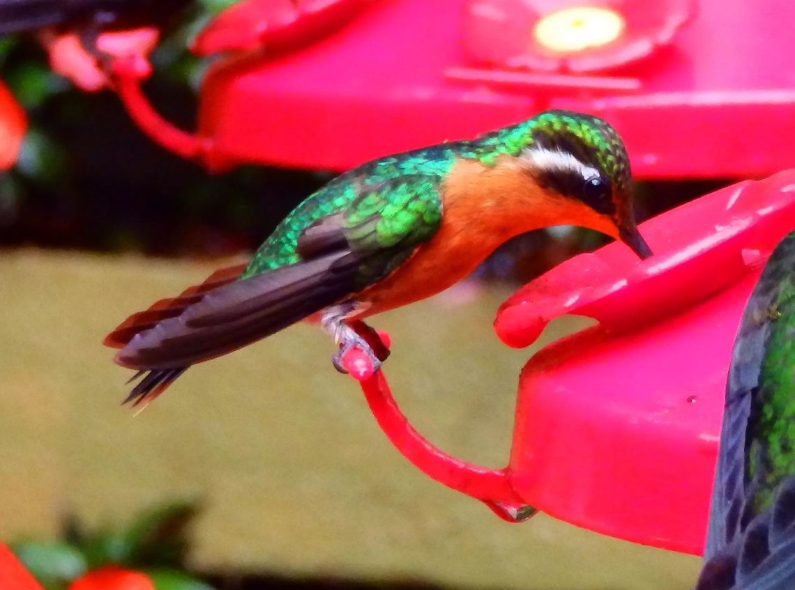 Purple-throated Mountaingem Female Sta Elena, Costa Rica (2014).<br />
The female lacks the bright crown and throat, and has rich cinnamon underparts. It is 10.5 cm long. The female weighs 4.8 g. The shortish black bill is slightly curved.<br />
Habitat:<br />
<br />
Selvatura, Jardin de colibries, Santa Elena. The colibries are in the wild, they come to the sugar feeders from the forest. This is a hummingbird which breeds in the mountains of southern Nicaragua, northern Costa Rica and western Panama. This bird inhabits forested areas in hilly terrain, and is found at altitudes from 800 m to 2500 m.       Costa Rica,Geotagged,Lampornis calolaemus,Purple-throated mountaingem,Spring