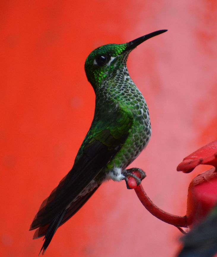 Green-crowned Brilliant Female Sta Elena, Costa Rica (2014).<br />
The female is 12 cm long and weighs 8 g. She differs from the male in that she has green-spotted white underparts, a white spot behind the eye and a white stripe below the eye, and a white-cornered shallowly-forked black tail.. Young birds resemble the adult of the same sex, but are duller, bronze-tinged below and have buff throats. Costa Rica,Geotagged,Green-crowned brilliant,Heliodoxa jacula,Spring