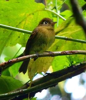 Yellowish Flycatcher Monteverde, Costa Rica (2014).
The Yellowish Flycatcher is 12.5 cm long and weighs 12 g. Its upper parts are olive-green and the underparts are yellow with an ochre tint to the breast. The wings are blackish with two buff wing bars. It has a white eye ring broadening into a small triangle behind the eye. Sexes are similar, but young birds are browner above and paler yellow below. The call is a thin seeep and the dawn song is a rapid repeated seee seee chit.
Habitat:
Monteverde Cloud Forest
 Costa Rica,Empidonax flavescens,Geotagged,Spring,Yellowish flycatcher