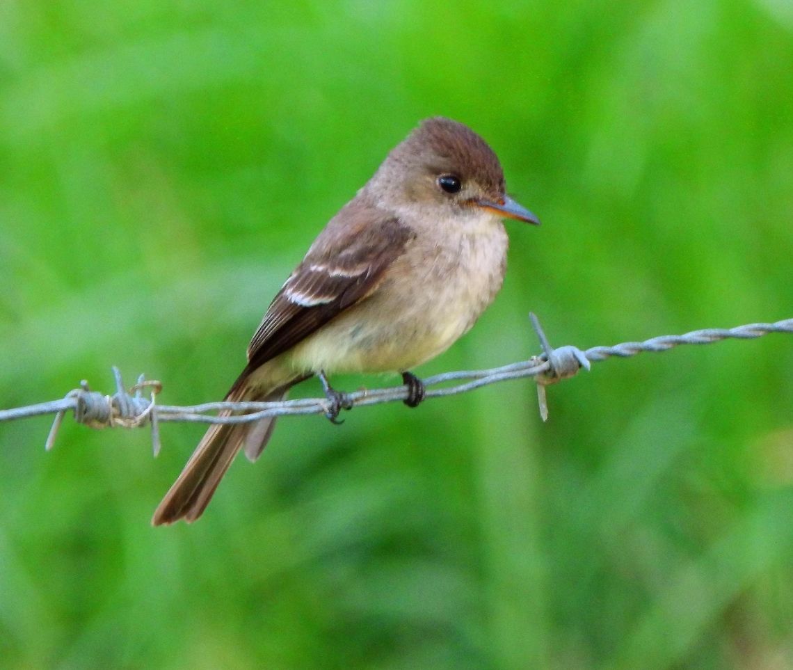 Tropical Pewee La Fortuna, V. Arenal, Costa Rica (2014).<br />
The Tropical Pewee is 14 cm long. The upperparts are dark brown or grey with a blackish crown and two whitish wing bars. The throat and centre of the breast are whitish, the abdomen is pale yellow, and the sides of the flanks and breast are grey-brown. The beak is short, black on top and orange below. Sexes are similar.<br />
Habitat:<br />
Grasslands near Arenal Volcano.<br />
 Contopus cinereus,Costa Rica,Geotagged,Spring,Tropical pewee