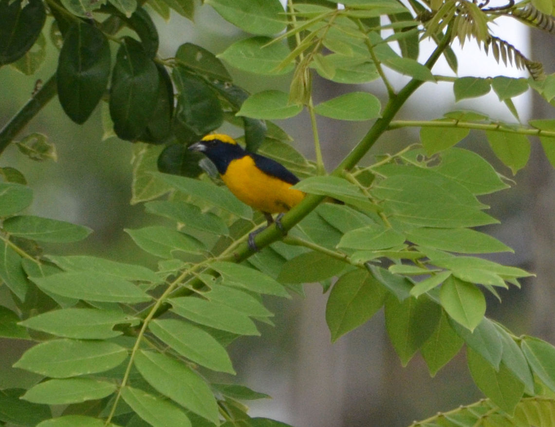Thick-Bill Euphonia male Arenal, Costa Rica (2014).<br />
The male is mainly blue-black above and over the throat, with an extensive yellow cap, and is also yellow below, while the female is mainly olive-colored above, with yellow central underparts. The female is dull olive above and yellow below. <br />
<a href="http://neotropical.birds.cornell.edu/portal/species/overview?p_p_spp=681676" rel="nofollow">http://neotropical.birds.cornell.edu/portal/species/overview?p_p_spp=681676</a> Costa Rica,Euphonia luteicapilla,Geotagged,Spring,Yellow-crowned euphonia