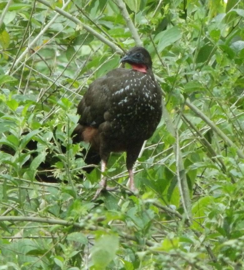 Crested Guan This is a large bird, similar in general appearance to a turkey, with a small head, long red legs, and a long broad tail. It is mainly dark brown, with white spottings on the neck and breast. The rump and belly are rufous. The head sports a bushy crest, from which the species gets its name, blue-grey bare skin around the eye, and a bare red dewlap or wattle.<br />
Habitat:<br />
Near Arenal Volcano.       Costa Rica,Crested guan,Geotagged,Penelope purpurascens,Spring