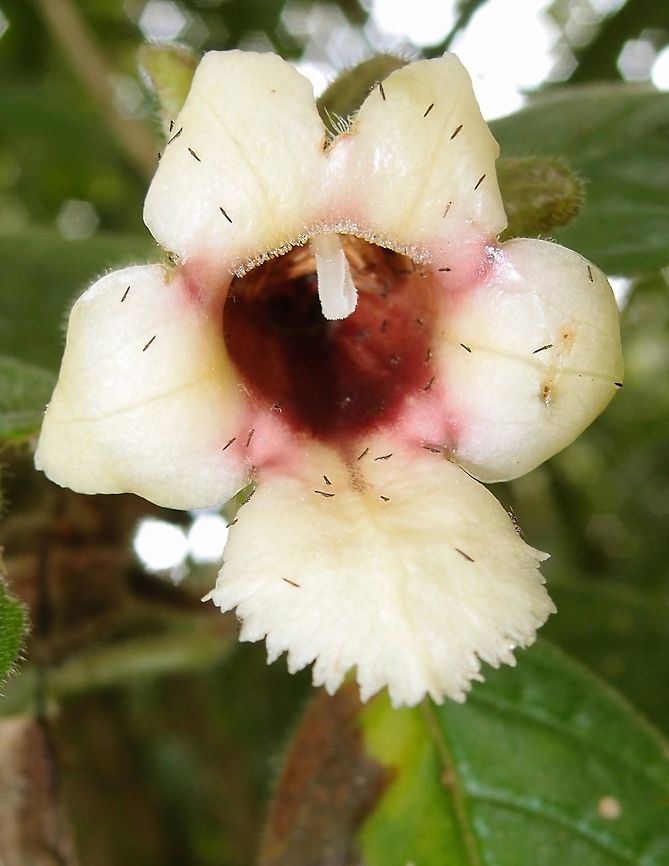 Drymonia serrulata Epyphite plant. The flower petals had very tiny animals which I could not figure out whether they were worms, larvae or very small insects of some sort. I suspect the plant may be sweet or contain another type of attractant molecules that these animals crave.<br />
Habitat:<br />
National Park Arenal V. Costa Rica,Drymonia serrulata,Geotagged,Spring