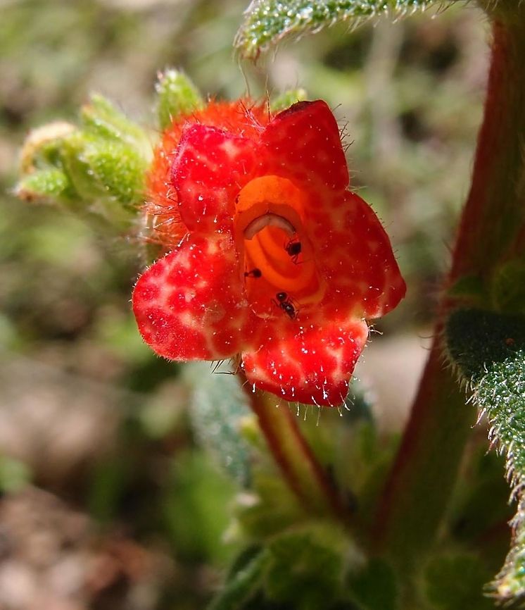 Kohleria spicata Gesneriaceae. <br />
The plants are generally tropical herbs or subshrubs with velvety stems and foliage and brightly colored flowers with spots or markings in contrasting colors.         Costa Rica,Geotagged,Kohleria spicata,Spring