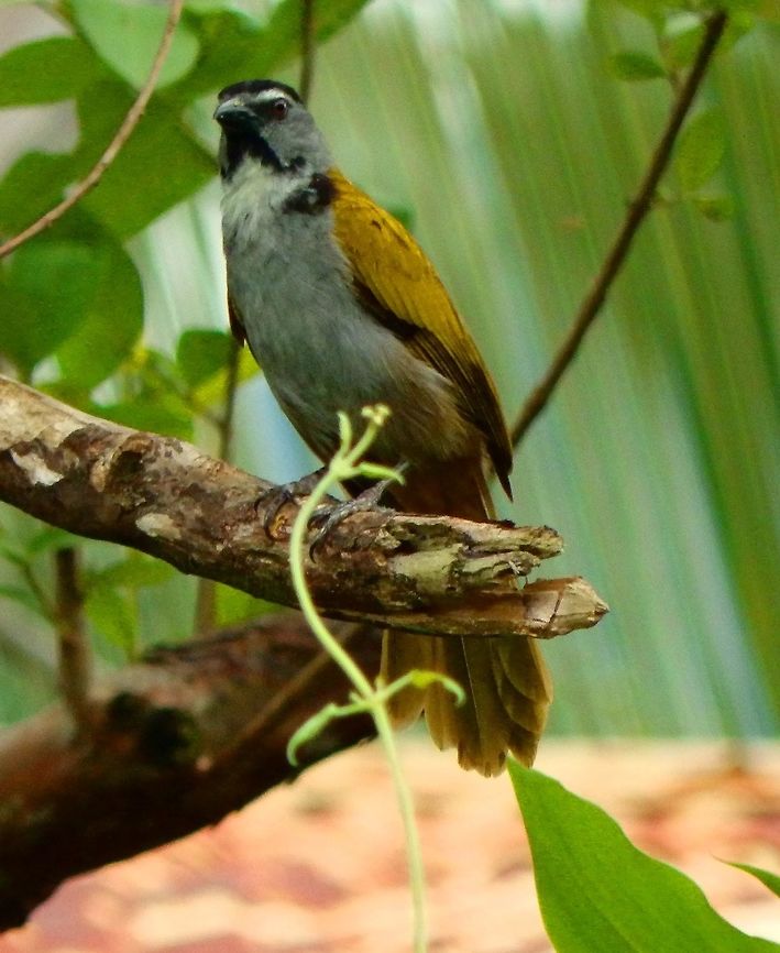 Black-Headed Saltator Near Cerro Chato, Arenal, Costa Rica 82014).<br />
This bird is on average 24 cm long. The adult has a slate-grey head with a whitish supercilium. The upperparts are yellowish green, the underparts are pale grey, and the throat is white edged with black. The thick convex bill is black and the legs are brown. The black-headed saltator is a species of dense vegetation. The black-headed saltator feeds on fruit, buds, nectar and slow-moving insects. It forages at low and mid levels, sometimes with mixed species flocks.    Black-headed saltator,Costa Rica,Geotagged,Saltator atriceps,Spring