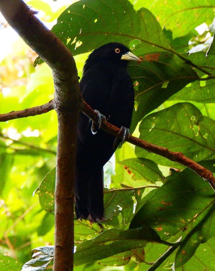 Yellow-Billed Cacique La Fortuna, Arenal, Costa Rica (2014).<br />
Yellow-billed caciques are large song birds. Color black for both males and females. Males, however, have a more lustrous shine to their feathers than females. Both sexes also have a characteristic beak which is a whitish-yellow color. Their eyes irises are yellow as well. They range in size from 21.6 to 25.4 cm in length, and males are slightly larger than females.<br />
Habitat:<br />
Found in a garden next to woodlands near Cerro Chato, Costa Rica.         Amblycercus holosericeus,Costa Rica,Geotagged,Spring,Yellow-billed cacique