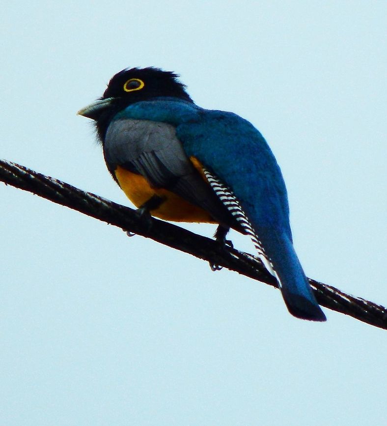 Gartered trogon male - Trogon caligatus About 23 cm long. The head and upper breast of the male are blue and the back is green, becoming bluer on the rump. A faint white line separates the breast from the orange yellow underparts. The undertail is white with black barring, and the wings are black, vermiculated with white. The complete eye-ring is yellow.<br />
Habitat:<br />
Near Cerro Chato Costa Rica,Gartered trogon,Geotagged,Spring,Trogon caligatus