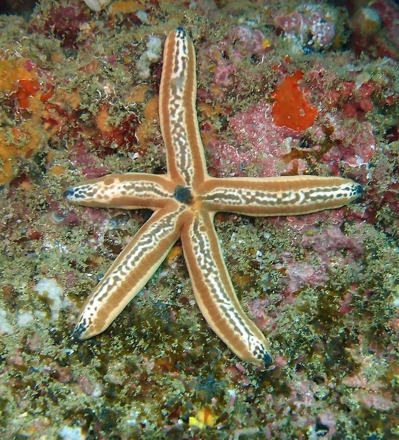 Tan Sea Star Manuel Antonio, Costa Rica (2014).<br />
Brown lined in the margins of each arm and blue dots in the center and tips of arms. The center ofthe arms are white with brown grey blotches. Costa Rica,Geotagged,Phataria unifascialis,Spring