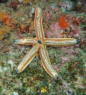 Phataria unifascialis