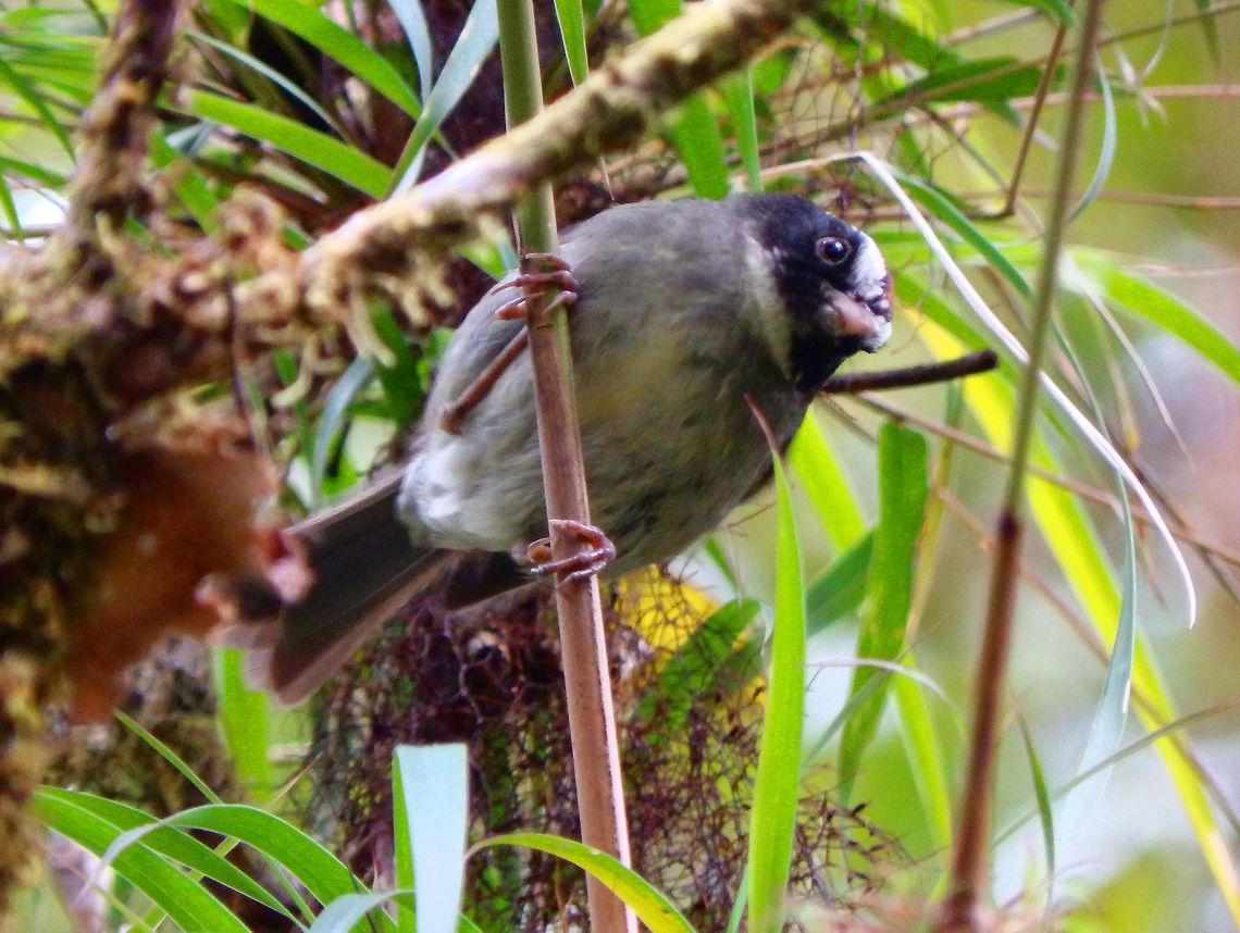 Black-cheeked warbler This bird is 13-13.5 cm long. It has a rufous crown, long white supercilia and black cheeks. The upperparts are dull olive, the breast is olive-grey, and the belly is yellow-white. The sexes are similar, but the young bird is browner on the upperparts, has a dull supercilium, a greyer breast, and shows two cinnamon wingbars.<br />
Habitat:<br />
Forested area. Paraiso Quetzal. San Gerardo de Dota/Cerro de la Muerte.          Basileuterus melanogenys,Black-cheeked warbler,Costa Rica,Geotagged,Spring