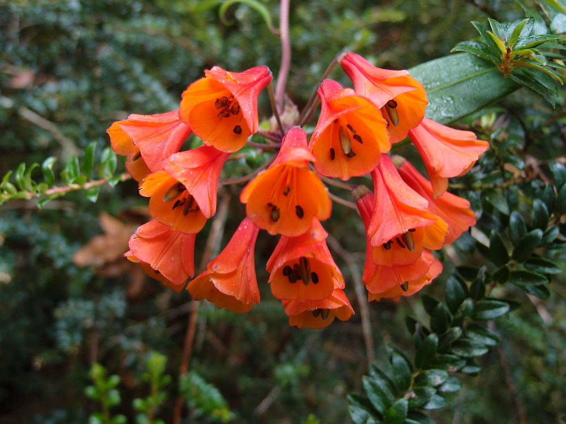 Bomarea costaricensis This is a type of long-stemmed woody vine with flowers which serve as food source for hummingbirds.<br />
Habitat:<br />
Paraiso Quetzal forest. San Gerardo de Dota/Cerro de la Muerte. Bomarea costaricensis,Costa Rica,Geotagged,Spring