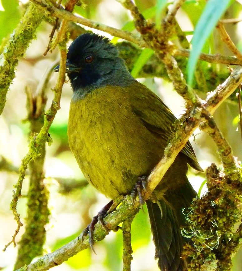 Large-footed finch Even though it may look otherwise this birdie was not mad but singing. They have a thin seet call, and the male&rsquo;s song, given from the ground or a low perch, consists of a mix or whistles, warbles, chatter and mimicry. They are a large, robust terrestrial species, 20 cm long, grey head, becoming black on the throat, forehead and crown sides. The upper parts are dark olive and the wings and tail are black with olive fringes. The underparts are bright olive with a brown tint to the flanks and lower belly. Young birds have a streaked dark olive head, blackish scaling to the upperparts, and buff-olive underparts.<br />
Habitat:<br />
Very common in the area of Paraiso Quetzal.       Costa Rica,Geotagged,Large-footed finch,Pezopetes capitalis,Spring