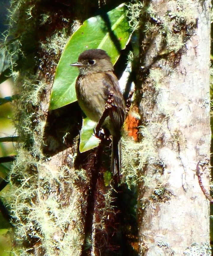 Black-capped flycatcher  Empidonax atriceps San Gerardo de Dota, Costa Rica (April, 2014).<br />
The black-capped flycatcher is 11.5 cm long. Most of its head and the rear of its neck are sooty black, the upperparts are olive-brown and the underparts are paler brown, becoming whitish on the throat and yellower on the lower belly. The head has a broad white eye ring, broken above the eye. The wings and tail are blackish, the former having two pale brown wing bars. The sexes are similar, but young birds have a browner head and paler wing bars. The call is a whistled kip and the song is a loud keer keer.<br />
Habitat:<br />
Forested area mixed with grasslands.  Black-capped flycatcher,Costa Rica,Empidonax atriceps,Geotagged,Spring